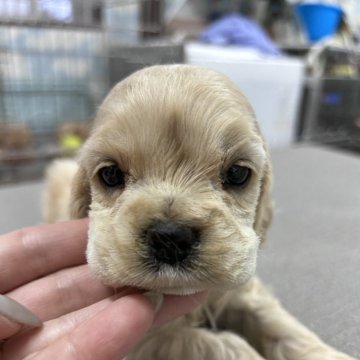 アメリカンコッカースパニエル【鹿児島県・女の子・2024年10月10日・バフ】の写真「お兄ちゃんより倍小さいけど頑張ってる可愛い女の子」