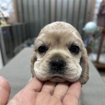 アメリカンコッカースパニエル【鹿児島県・女の子・2024年10月17日・バフ】の写真「お兄ちゃんには負けません！ご飯もモリモリ」