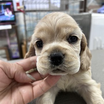 アメリカンコッカースパニエル【鹿児島県・男の子・2024年10月10日・バフ】の写真「ドアを開けると真っ先に駆けてくる明るい子」