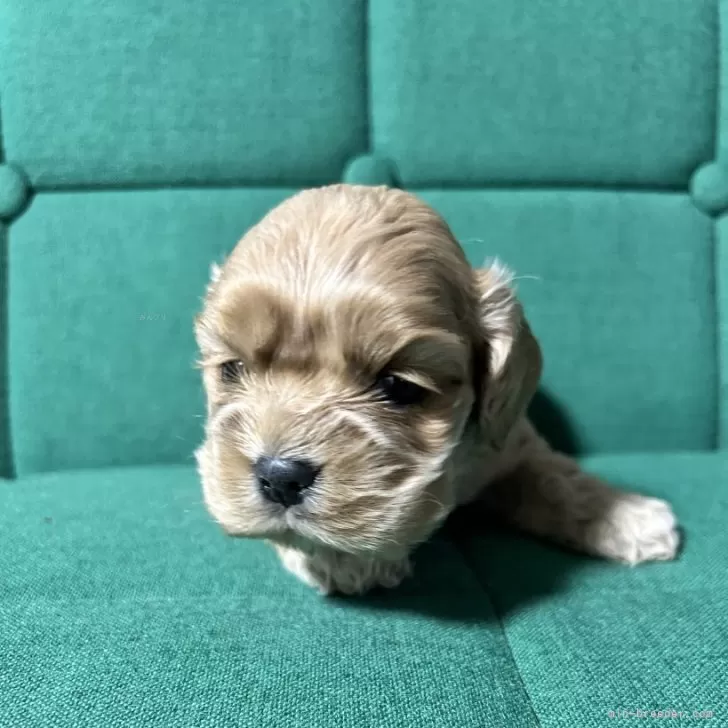 持田 様のお迎えした子犬