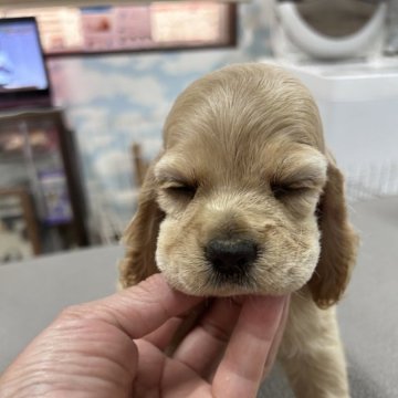 アメリカンコッカースパニエル【鹿児島県・男の子・2024年8月2日・バフ】の写真「まだまだ小さくて判りづらいですが、食欲旺盛！」