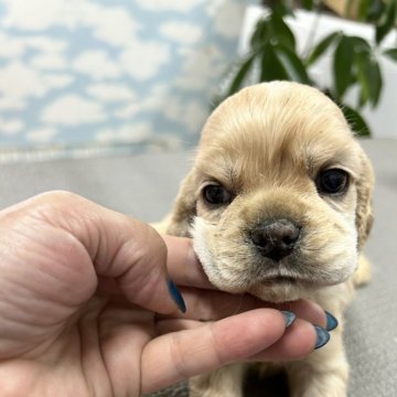 アメリカンコッカースパニエル【鹿児島県・男の子・2024年5月15日・バフ】の写真「甘ちゃんの泣き虫さん」