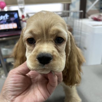 アメリカンコッカースパニエル【鹿児島県・女の子・2024年8月25日・バフ】の写真「1番小さいのに大将気質」