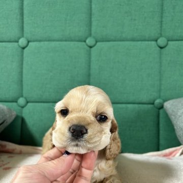 アメリカンコッカースパニエル【鹿児島県・男の子・2023年11月16日・バフ】の写真「お風呂大好きさん」