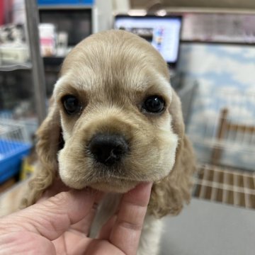 アメリカンコッカースパニエル【鹿児島県・男の子・2024年7月19日・バフ】の写真「自我に目覚め妹にマウント取っている」