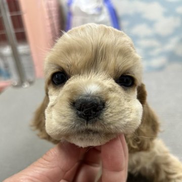 アメリカンコッカースパニエル【鹿児島県・女の子・2024年3月21日・バフ】の写真「三姉妹とも可愛い女子さん」