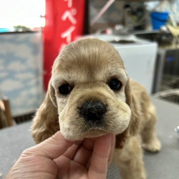 アメリカンコッカースパニエル【鹿児島県・女の子・2024年5月9日・バフ】の写真「能天気。が、ご飯命！バケツ温浴で爆睡。」