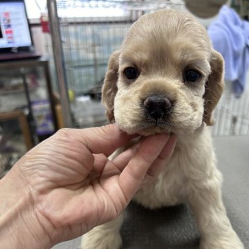 アメリカンコッカースパニエル【鹿児島県・男の子・2024年8月25日・バフ】の写真「みんなの中では色白男子」