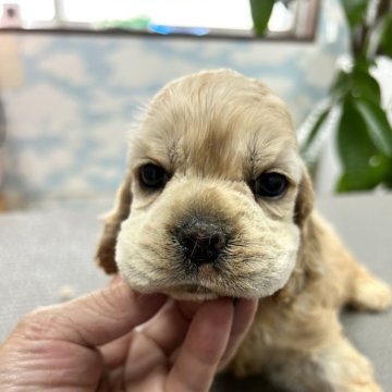 アメリカンコッカースパニエル【鹿児島県・男の子・2024年5月15日・バフ】の写真「真っ先にご飯、のほほんさん」