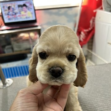 アメリカンコッカースパニエル【鹿児島県・男の子・2024年5月15日・バフ】の写真「炭酸泉に浸かりながら寝る」