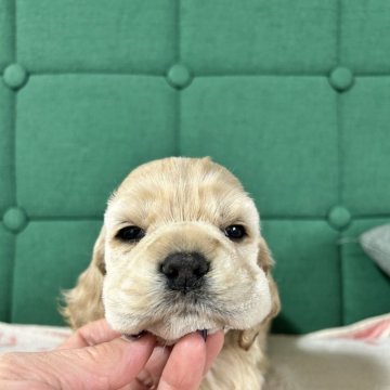 アメリカンコッカースパニエル【鹿児島県・男の子・2023年11月16日・バフ】の写真「1番大きいので動きが鈍くて可愛い」