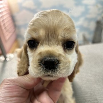 アメリカンコッカースパニエル【鹿児島県・男の子・2024年4月18日・バフ】の写真「ちょっと泣き虫で気まぐれさん」