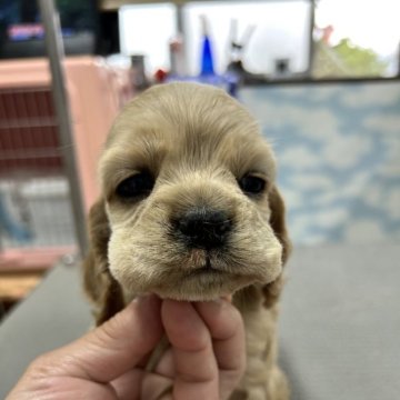 アメリカンコッカースパニエル【鹿児島県・女の子・2024年3月21日・バフ】の写真「キュートな女の子らしいお顔とコンパクトな所」