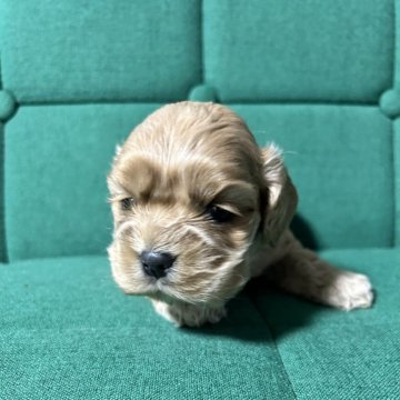 アメリカンコッカースパニエル【鹿児島県・女の子・2024年2月4日・バフ】の写真「2人兄妹の妹」