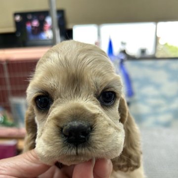 アメリカンコッカースパニエル【鹿児島県・女の子・2024年3月21日・バフ】の写真「シャンプー好きなので炭酸泉に浸かりながら寝ます」