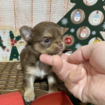 チワワ(ロング)【福岡県・男の子・2024年10月26日・チョコタン】の写真「クリスマス🎄プレゼント🎁に間に合います🎵」