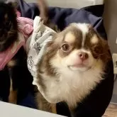 チワワ(ロング)