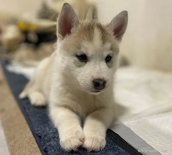 T.H 様のお迎えした子犬