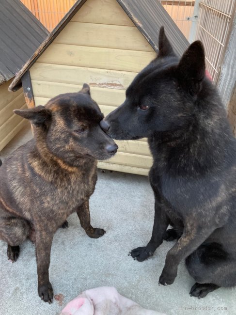 愛媛県でおすすめの甲斐犬のブリーダー特集 みんなのペットライフ