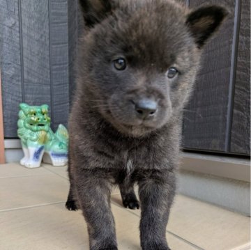 甲斐犬【愛媛県・男の子・2024年11月10日・中虎】の写真「警戒心強めな慎重派」