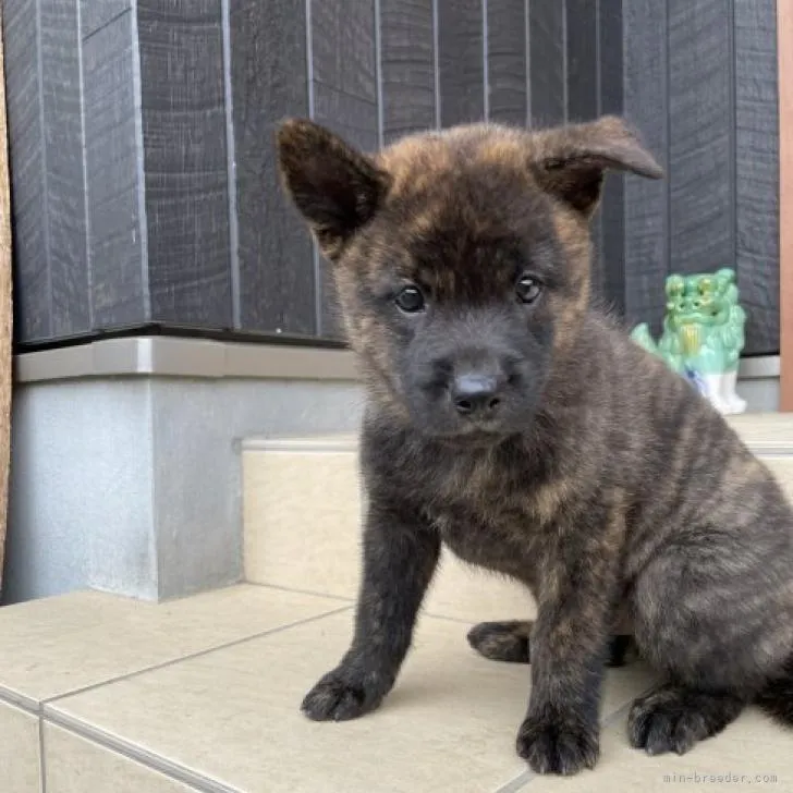 アケ 様のお迎えした子犬