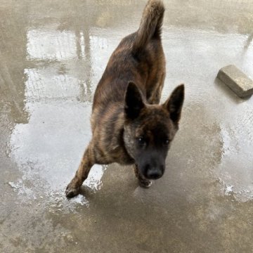 甲斐犬【愛媛県・男の子・2023年6月30日・赤虎】の写真「少し人には距離を置くが人大好きで甘えん坊😊」