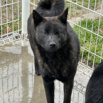 甲斐犬【愛媛県・男の子・2023年6月30日・中虎】の写真「人が大好きで、好奇心旺盛😓」