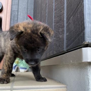 甲斐犬【愛媛県・女の子・2022年7月31日・赤虎毛】の写真「3頭中1頭の雌ですがお転婆で、物怖じしない子！」