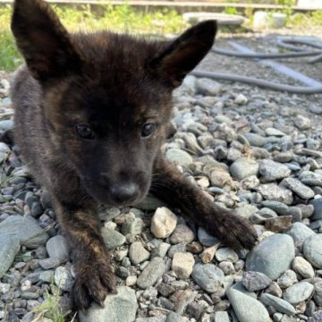 甲斐犬【愛媛県・女の子・2023年5月20日・赤虎】の写真「マイペースで結構1頭でいる事が多い❗️」