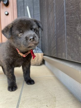 甲斐犬【愛媛県・女の子・2021年7月24日・中虎毛】の写真「1番活発で物怖じしない元気な子です。」