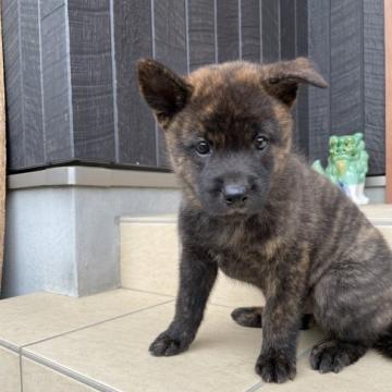 甲斐犬【愛媛県・男の子・2022年7月31日・赤虎毛】の写真「人が好きすぎて大変」