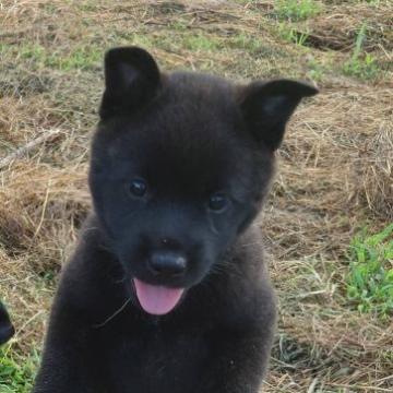 甲斐犬【愛媛県・女の子・2022年6月20日・黒虎毛】の写真「好奇心旺盛で何にでも興味持つ‼︎」