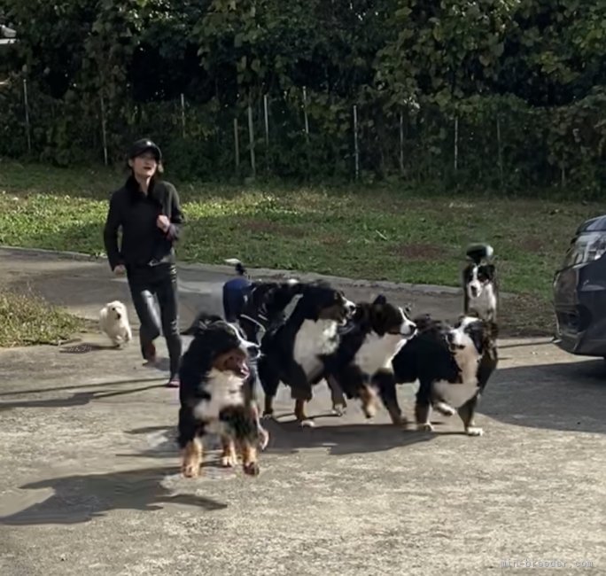 広いお庭でみんなでランラン🐕‍🦺🐾です😊｜関口　香織(せきぐち　かおり)ブリーダー(茨城県・バーニーズ・マウンテン・ドッグなど・JKC登録)の紹介写真3