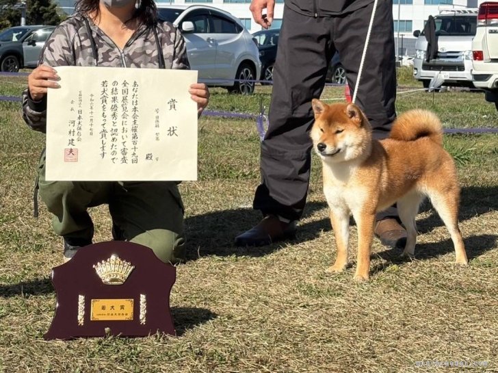 コトちゃん保存会北海道展、秋田展、福島展、群馬展幼犬トップ賞、令和6年全国展若優良1席を頂きました！｜相良　香(さがら　かおり)ブリーダー(埼玉県・柴犬・JKC/日本犬保存会登録)の紹介写真2
