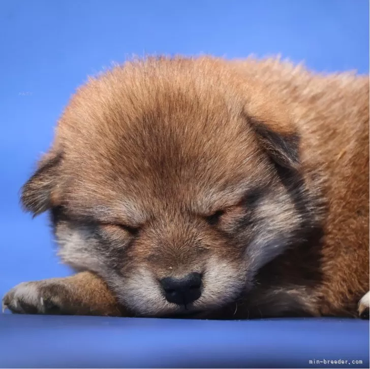 柴犬【埼玉県・女の子・2024年2月10日・赤】寝顔が天使な赤の女の子