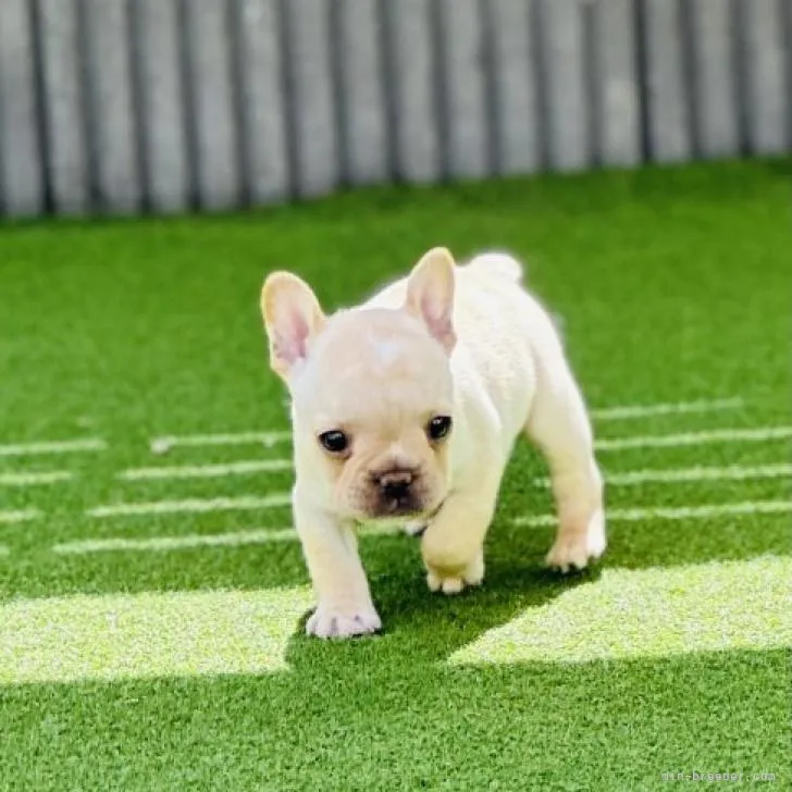 なの 様のお迎えした子犬