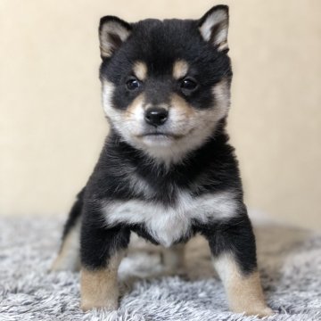 柴犬(豆柴)【茨城県・男の子・2024年11月24日・黒】の写真「4代祖豆柴　
とってもかわいい男の子です💕」