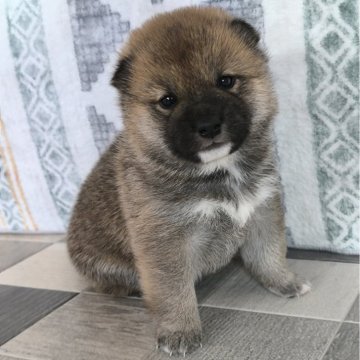 柴犬(豆柴)【茨城県・男の子・2025年2月11日・赤】の写真「4代祖豆柴
とってもかわいい男の子です💞」