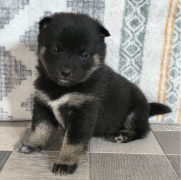 柴犬(豆柴)【茨城県・男の子・2025年2月9日・黒】の写真「4代祖先豆柴
とってもかわいい男の子です❣️」