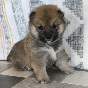 柴犬(豆柴)【茨城県・男の子・2025年2月11日・赤】の写真「4代祖豆柴
とってもかわいい男の子です❣️」