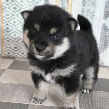 柴犬(豆柴)【茨城県・男の子・2025年2月14日・黒】の写真「4代祖　豆柴
とってもかわいい男の子です💞」