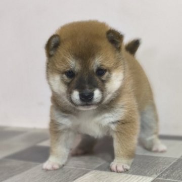 柴犬(豆柴)【茨城県・男の子・2025年2月2日・赤】の写真「4代祖豆柴
とっても可愛い男の子です」