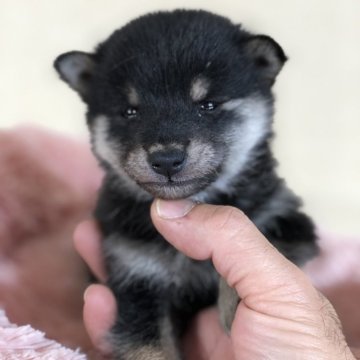 豆柴【茨城県・男の子・2024年11月10日・黒】の写真「4代祖豆柴
とってもかわいい男の子😍極小です」