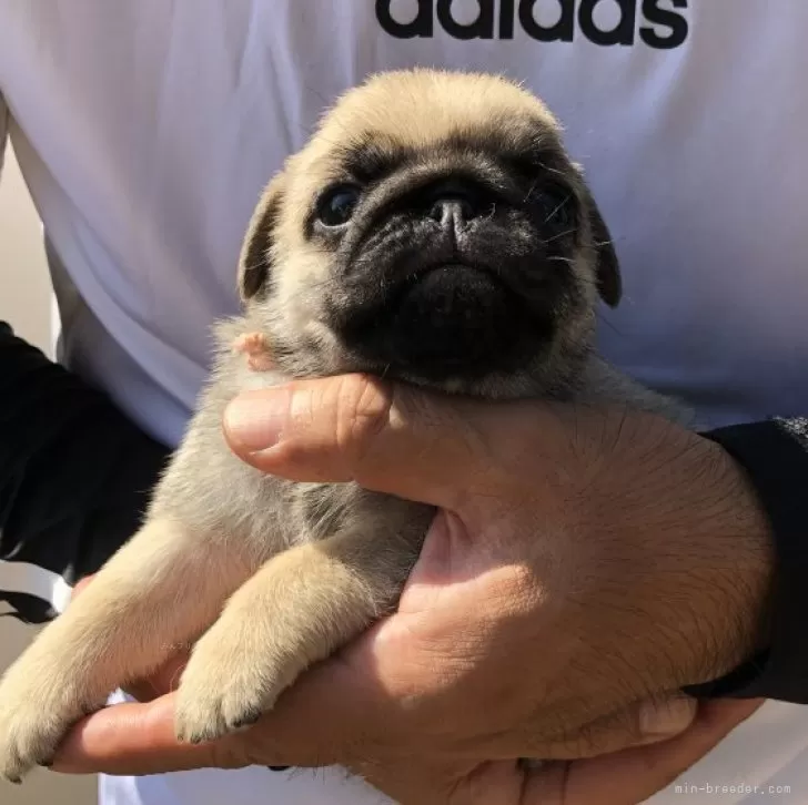 アボガド 様のお迎えした子犬