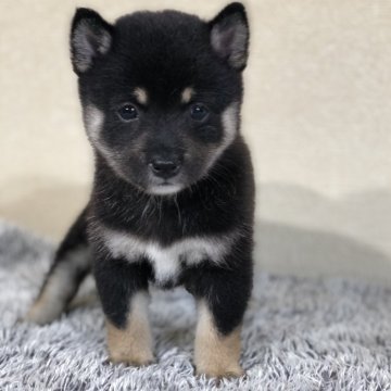 柴犬(豆柴)【茨城県・女の子・2024年7月27日・黒】の写真「とってもかわいい女の子です💕」