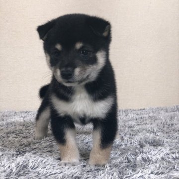 柴犬(豆柴)【茨城県・女の子・2024年7月27日・黒】の写真「とってもかわいい女の子😍💕」