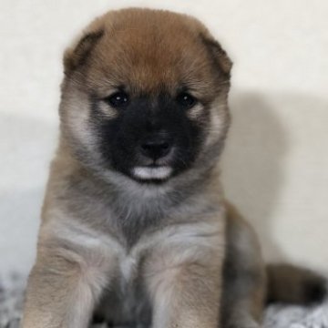 柴犬(豆柴)【茨城県・女の子・2023年6月5日・赤】の写真「両親豆柴認定犬　とってもかわいい女の子❤️」