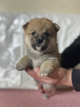 柴犬(豆柴)【茨城県・女の子・2021年12月19日・赤】の写真「両親豆柴認定犬、
とってもかわいい女の子です❣️」