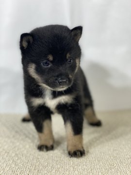 柴犬(豆柴)【茨城県・女の子・2020年4月20日・黒】の写真「とってもかわいい黒豆柴犬女の子です。」