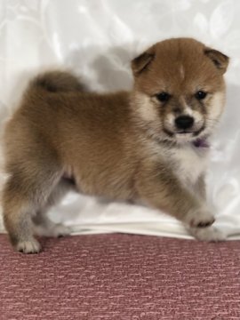 柴犬(豆柴)【茨城県・男の子・2021年10月1日・赤】の写真「4代祖豆柴犬。とってもかわいい男の子です😍」